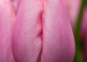 Tulipa Signum ® (4)